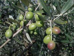 rametto di ulivo